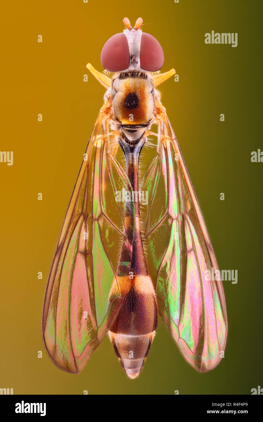 Extrem scharfe und detaillierte Studie über eine Fliege mit einem Makro Objektiv aufgenommen. Das Bild wird von vielen Schüsse in die ein scharfes Bild gestapelt. Stockfoto