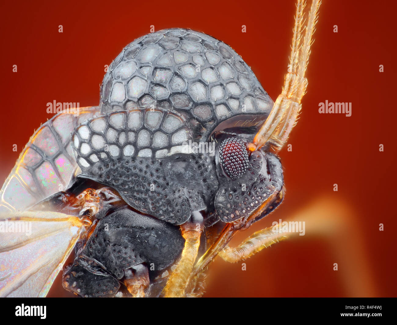 Extrem scharfe und detaillierte Studie über ein Insekt mit einem Mikroskop Ziel genommen. Das Bild wird von vielen Schüsse in die ein scharfes Bild gestapelt. Stockfoto
