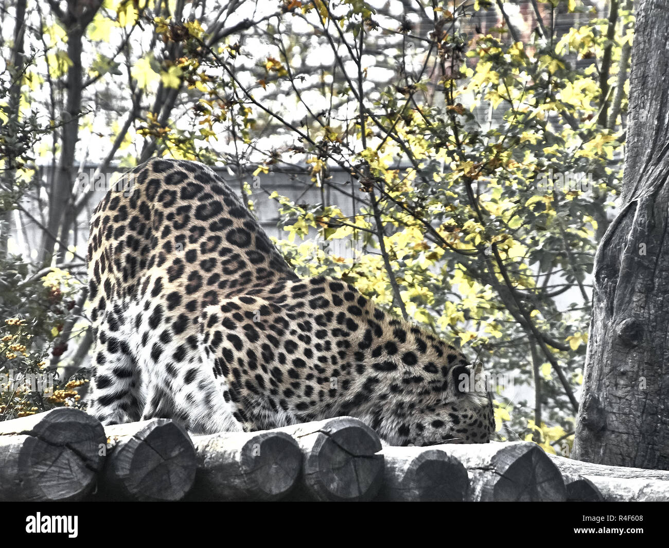 Geschossen von einem Jaguar beim Essen Stockfoto