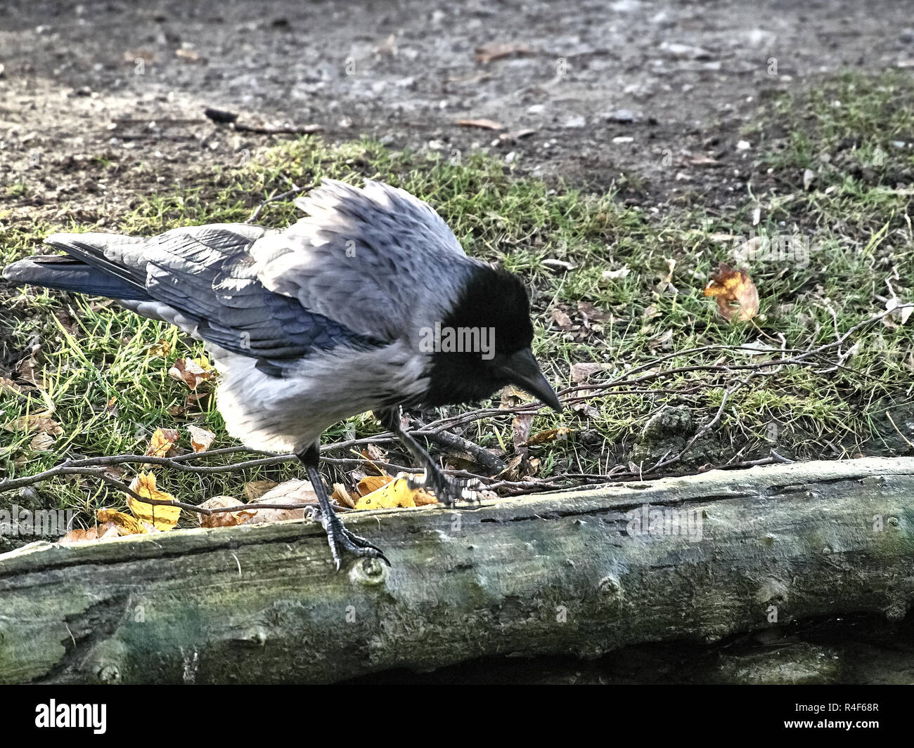 Schuss ein Vogel im Tiergarten Schönbrunn Stockfoto