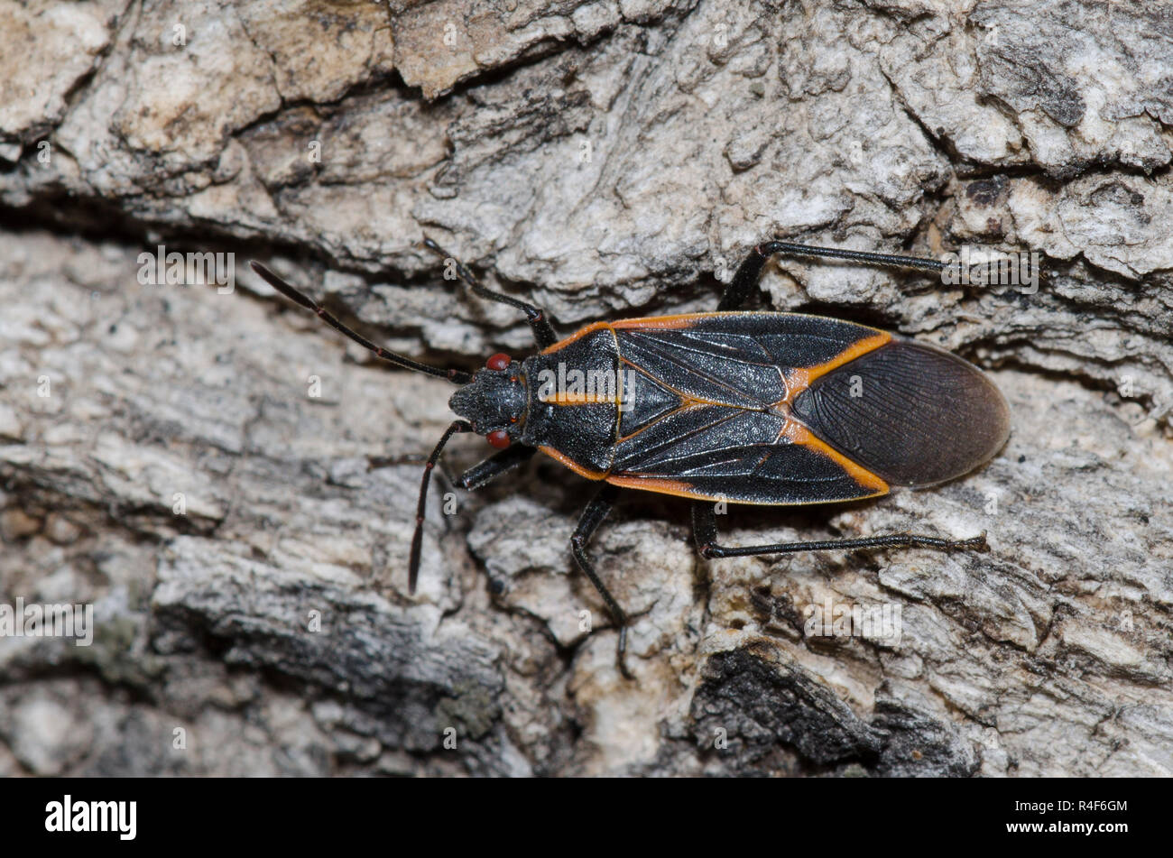 Östlichen Boxelder Bug, Boisea trivittata Stockfoto