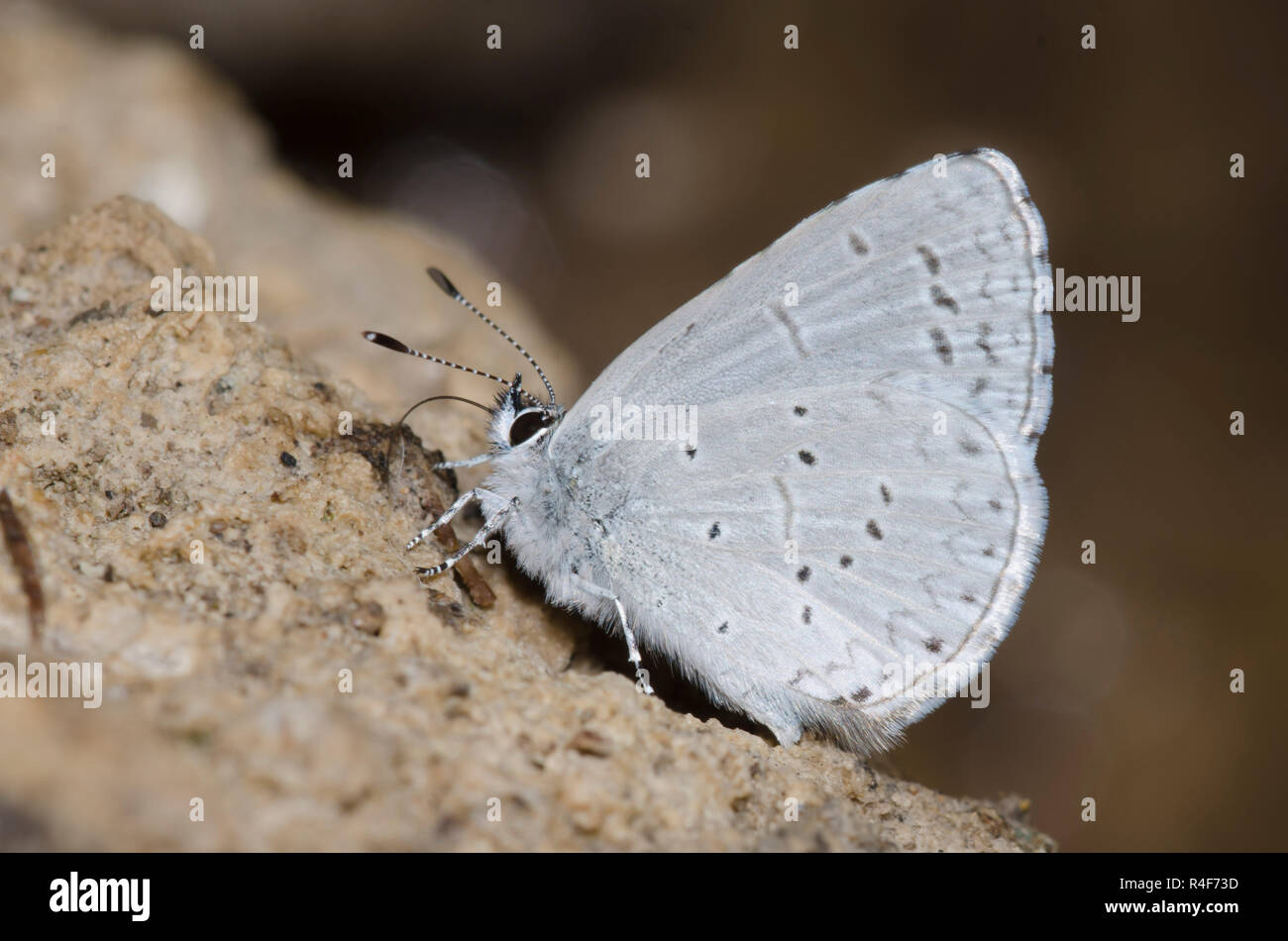 Westliches Azur, Celastrina Echo, Schlammpfützen Stockfoto