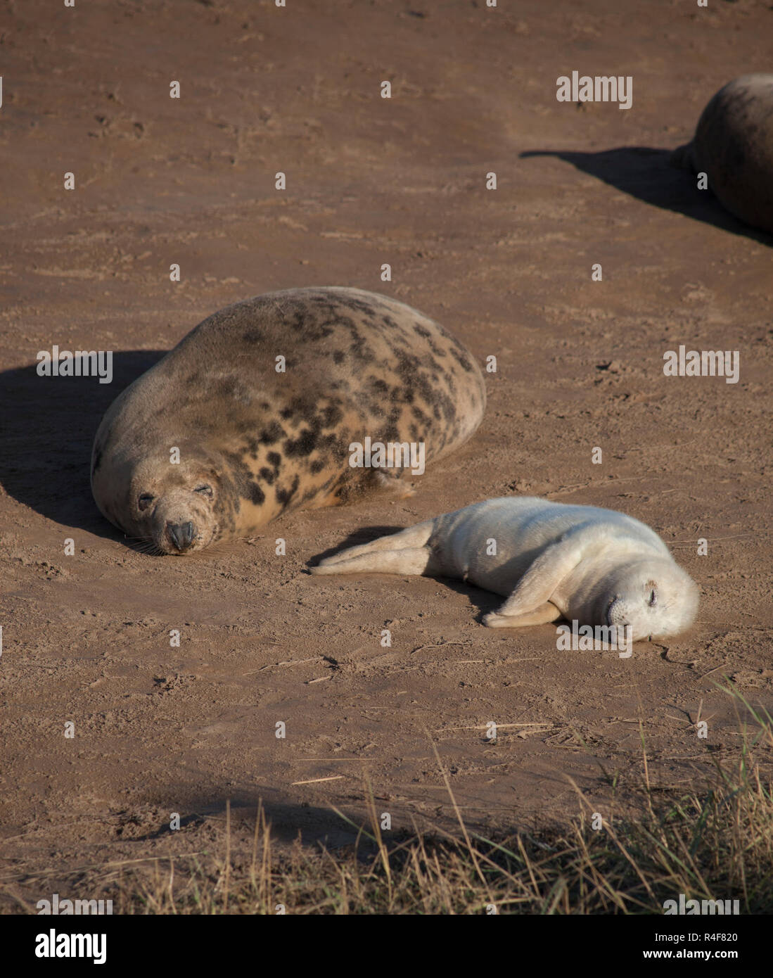 Grau seal Pup an Donna Nook Lincolnshire, Großbritannien Stockfoto
