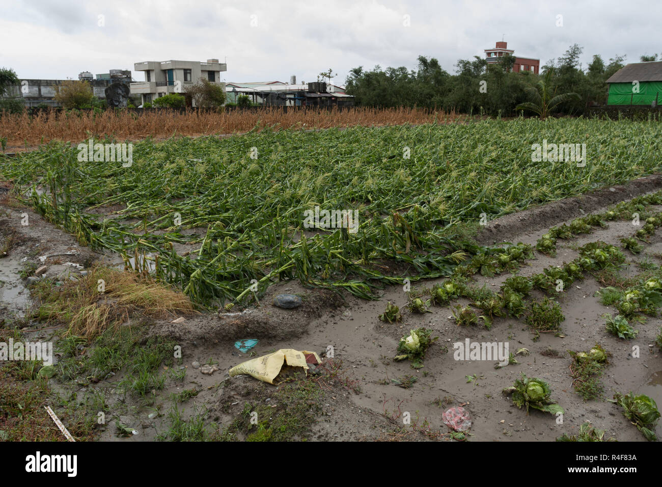 Taifun Morakot Schäden mais Plantage in Ji'an county, Hualien, wie es Hits der Ostküste von Taiwan am Aug 8, 2009 Stockfoto