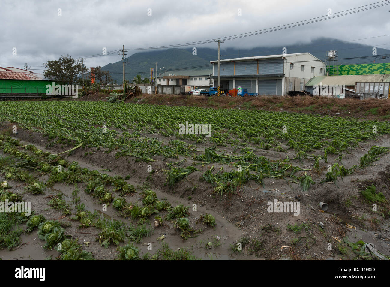 Taifun Morakot Schäden mais Plantage in Ji'an county, Hualien, wie es Hits der Ostküste von Taiwan am Aug 8, 2009 Stockfoto