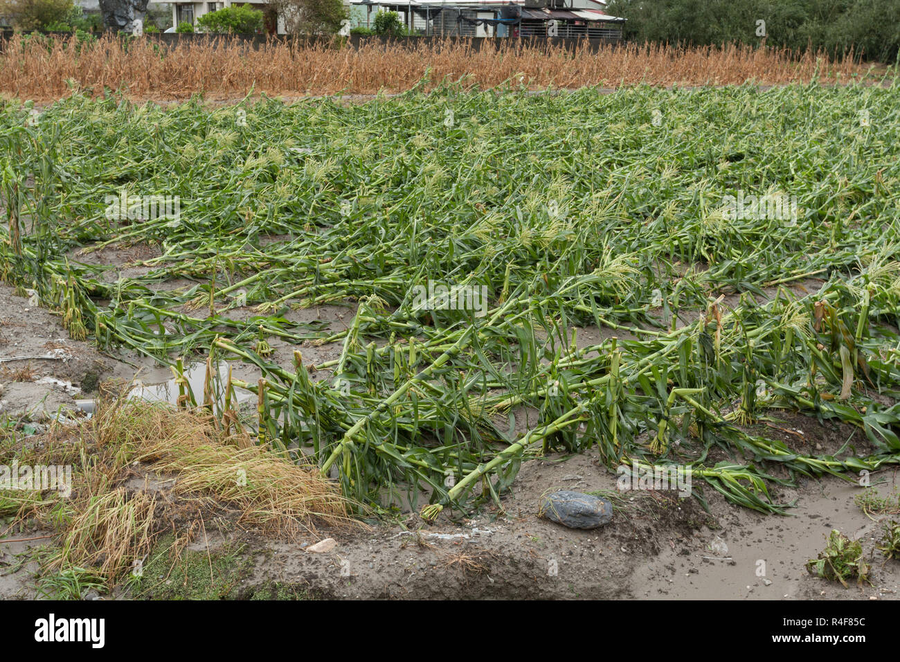 Taifun Morakot Schäden mais Plantage in Ji'an county, Hualien, wie es Hits der Ostküste von Taiwan am Aug 8, 2009 Stockfoto