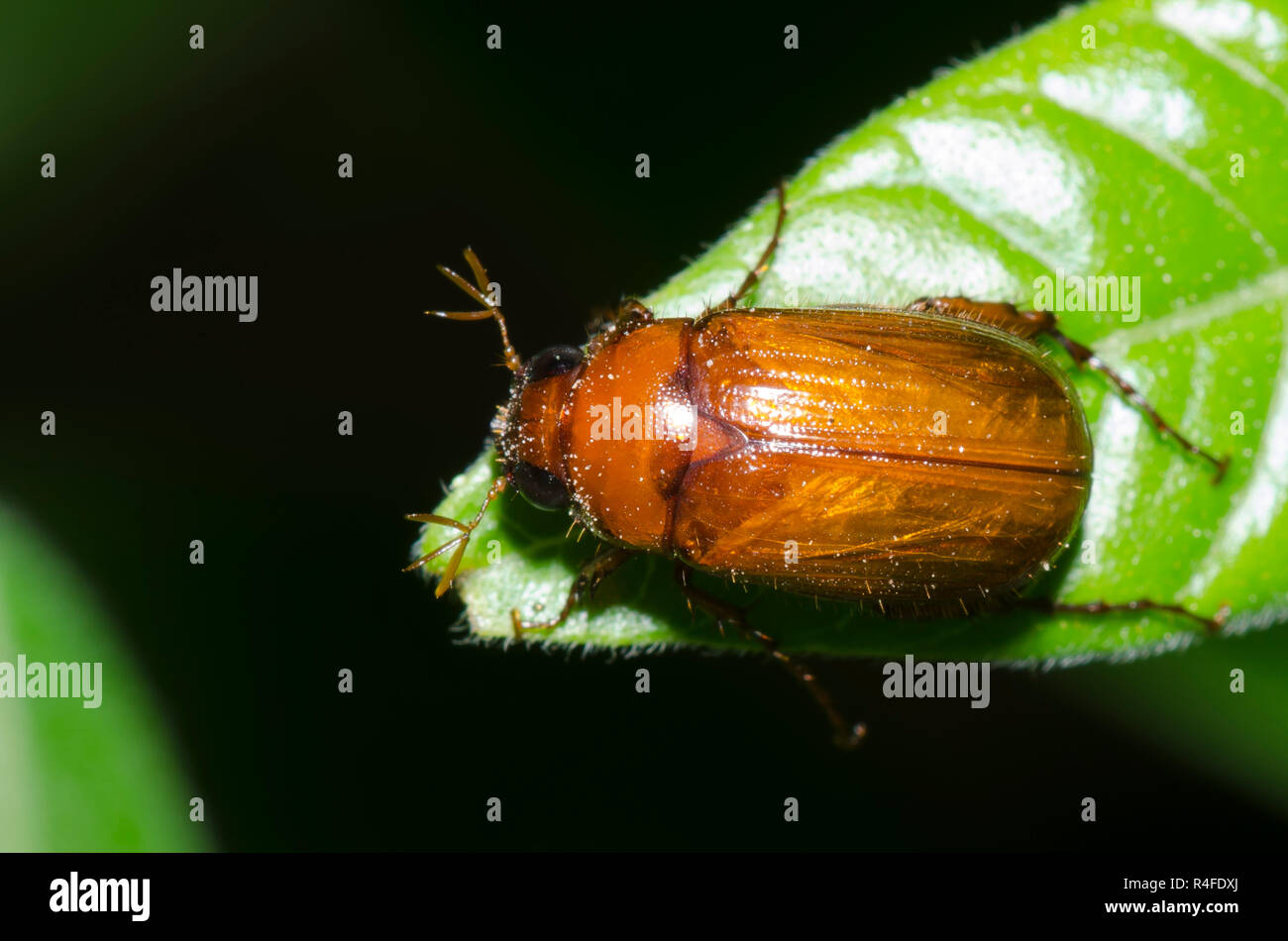 Mai Käfer, Serica sp. Stockfoto