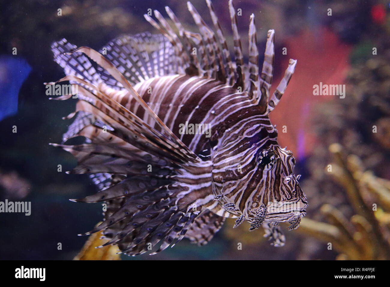 Pterois ist eine Gattung der giftigen Meeresfische, allgemein bekannt als Feuerfische, beheimatet im Indopazifik. Aquarium in Toronto, Ontario, Kanada. Stockfoto