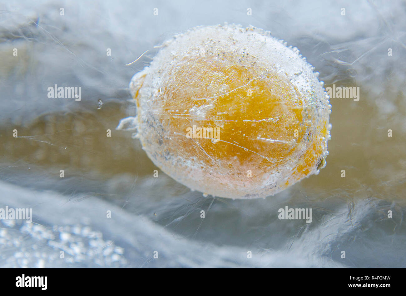 Ganze Zitrone in Eis eingefroren Stockfoto