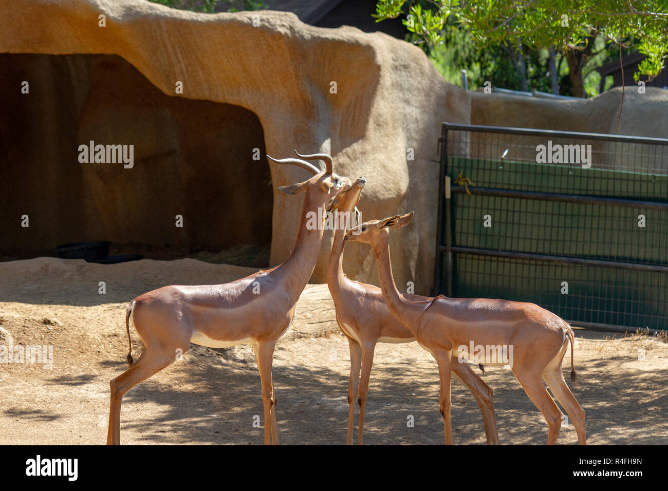 Südliche gerenuks, Zoo von San Diego, Kalifornien, USA. Stockfoto