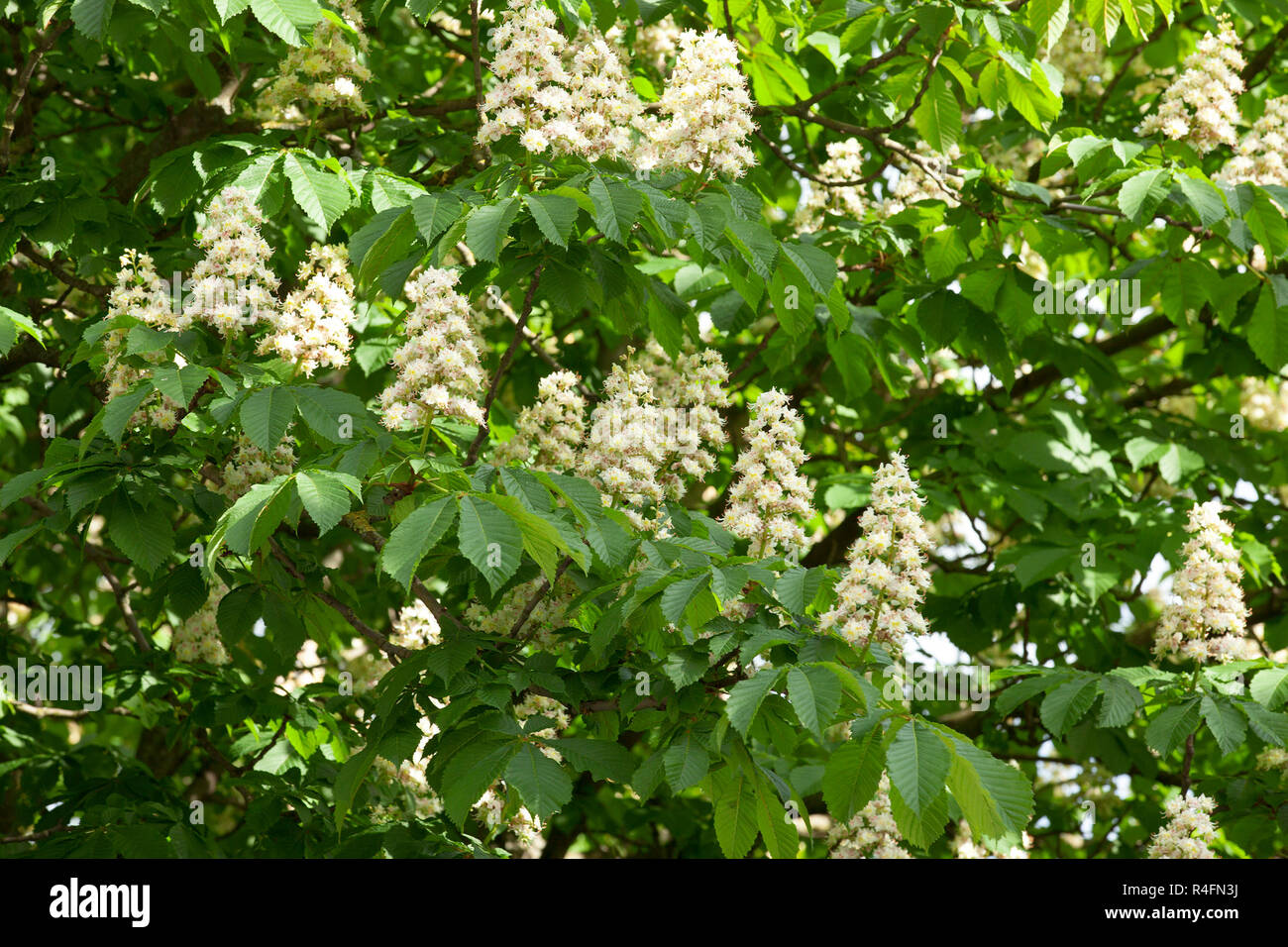 im Frühjahr blühenden Kastanienbaum Stockfoto