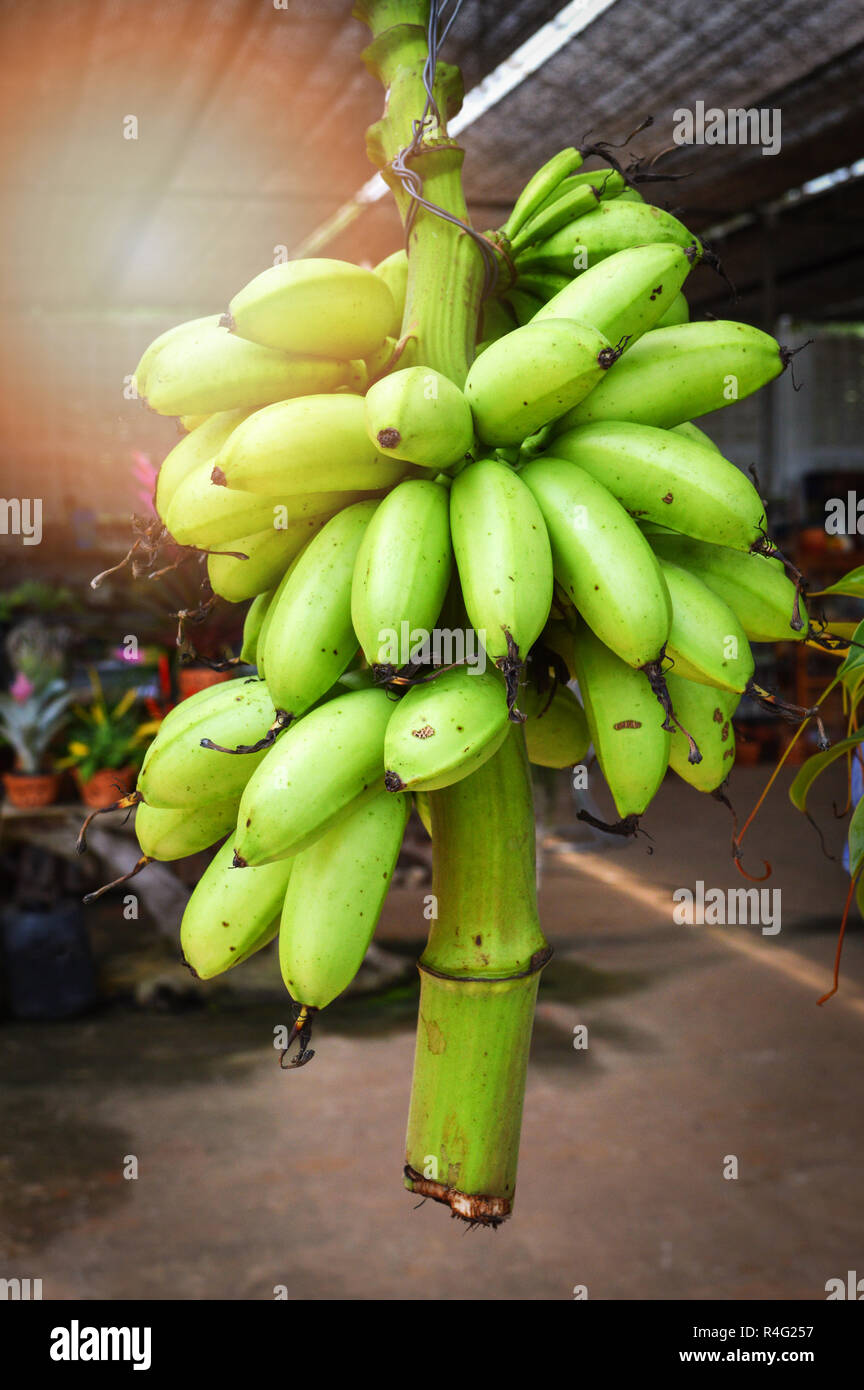 Frische Bananen hngen auf Holz-/Grn raw Bananen Ernte von Banane Obst  Stockfotografie - Alamy