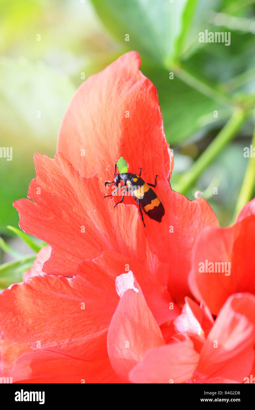 Insekt auf rote Blume im Garten/Insekt gelb schwarz Beetle Bug Essen der Anlage auf Natur baxkground Stockfoto