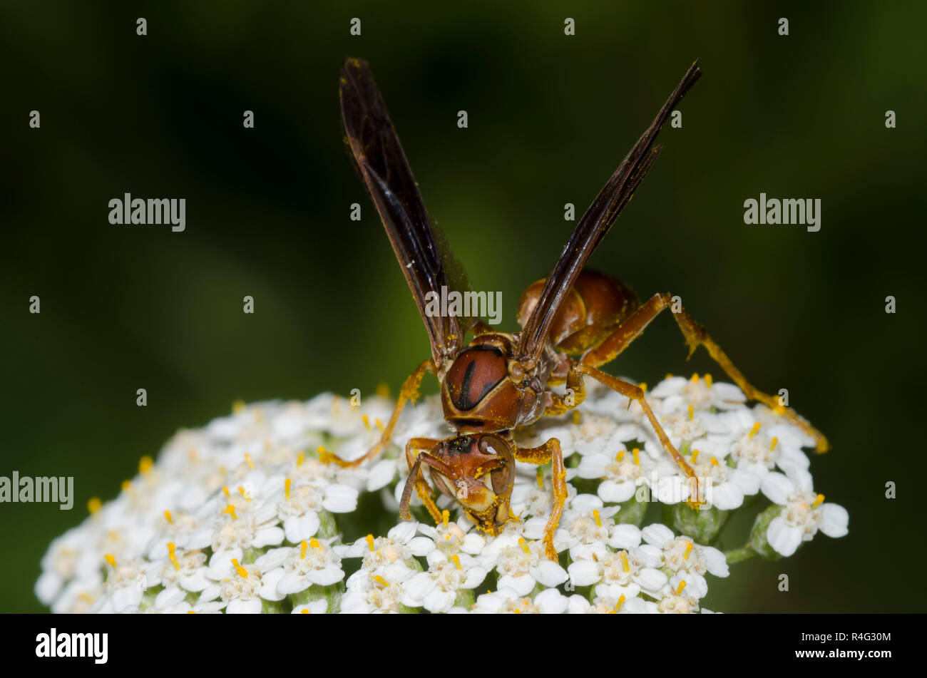 Paper Wasp, Feldwespe sp., auf Schafgarbe Achillea millefolium Stockfoto