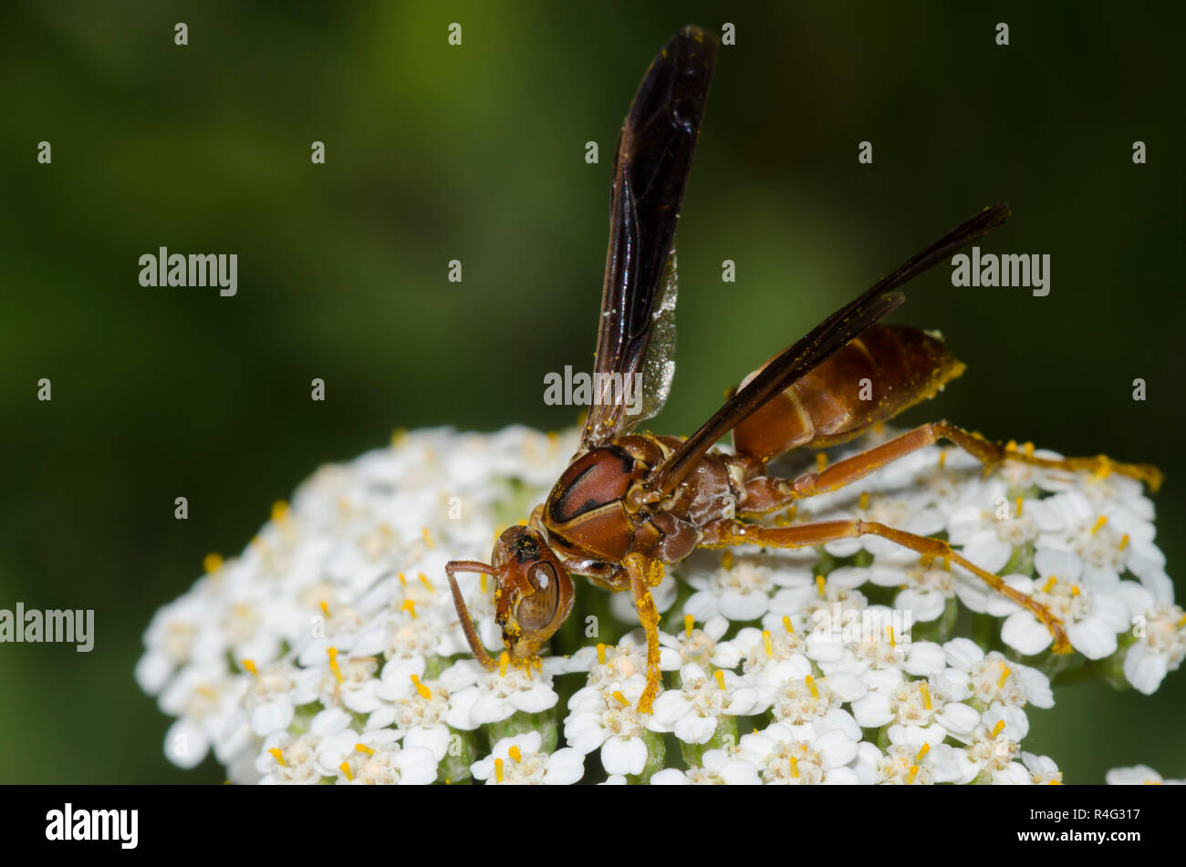 Paper Wasp, Feldwespe sp., auf Schafgarbe Achillea millefolium Stockfoto