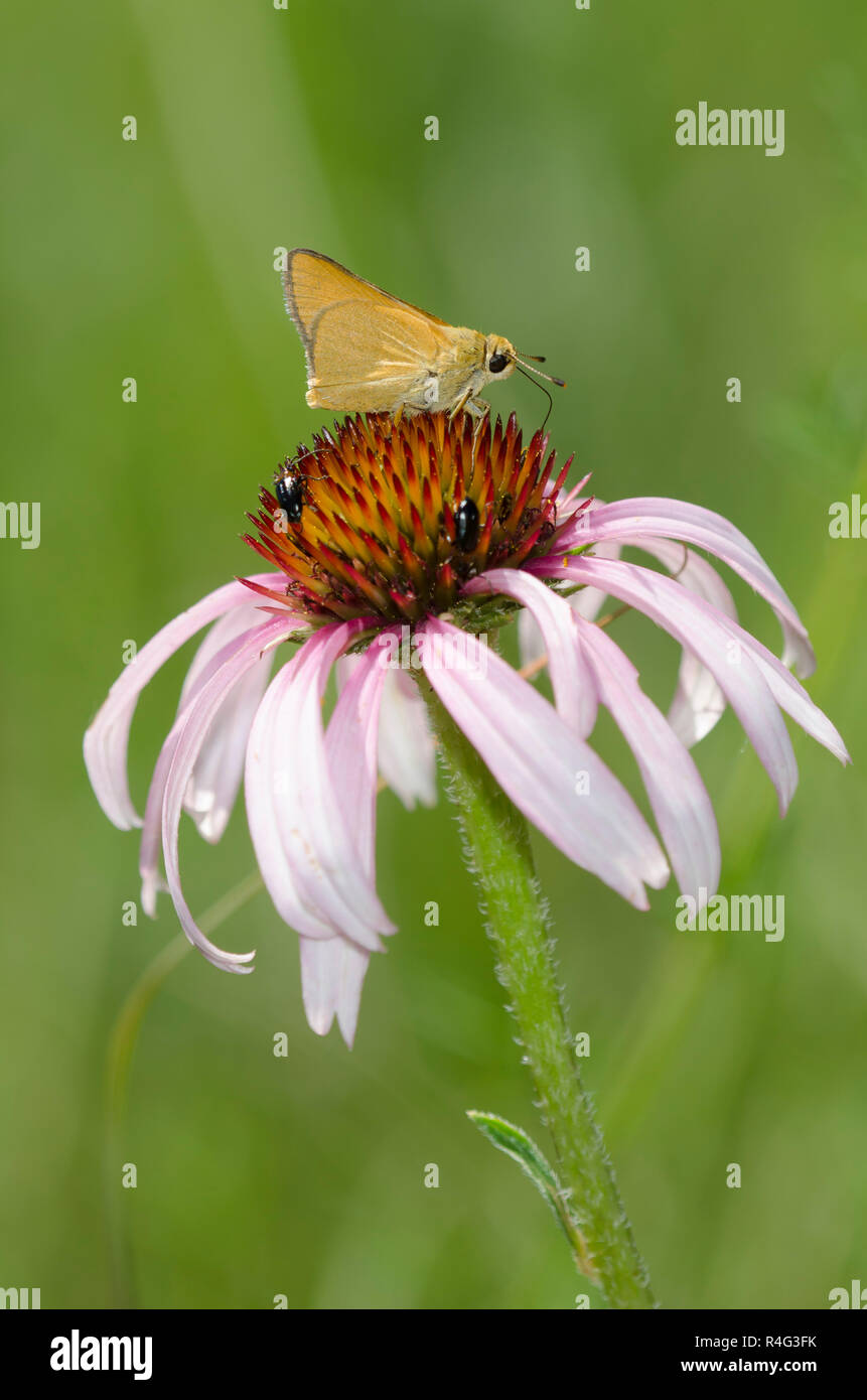 Arogos Skipper, Atrytone arogos, Sonnenhut, Echinacea angustifolia Stockfoto