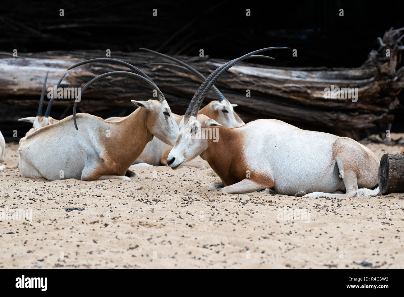 Scimitar oryx Oryx Oryx dammah, Sahara Stockfoto