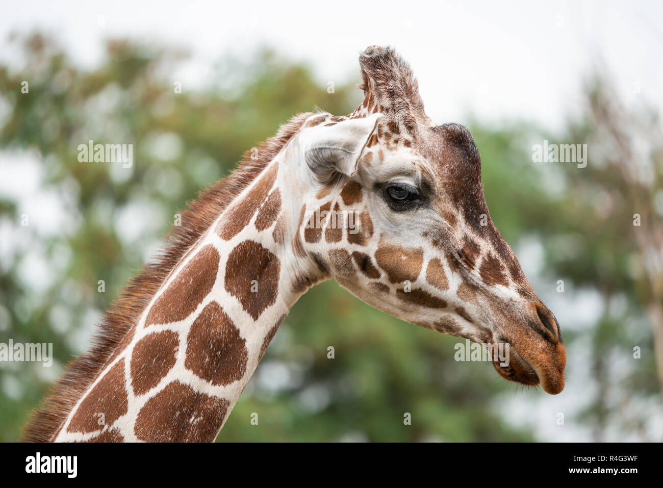 Porträt einer Giraffe mit einem Profil Stockfoto