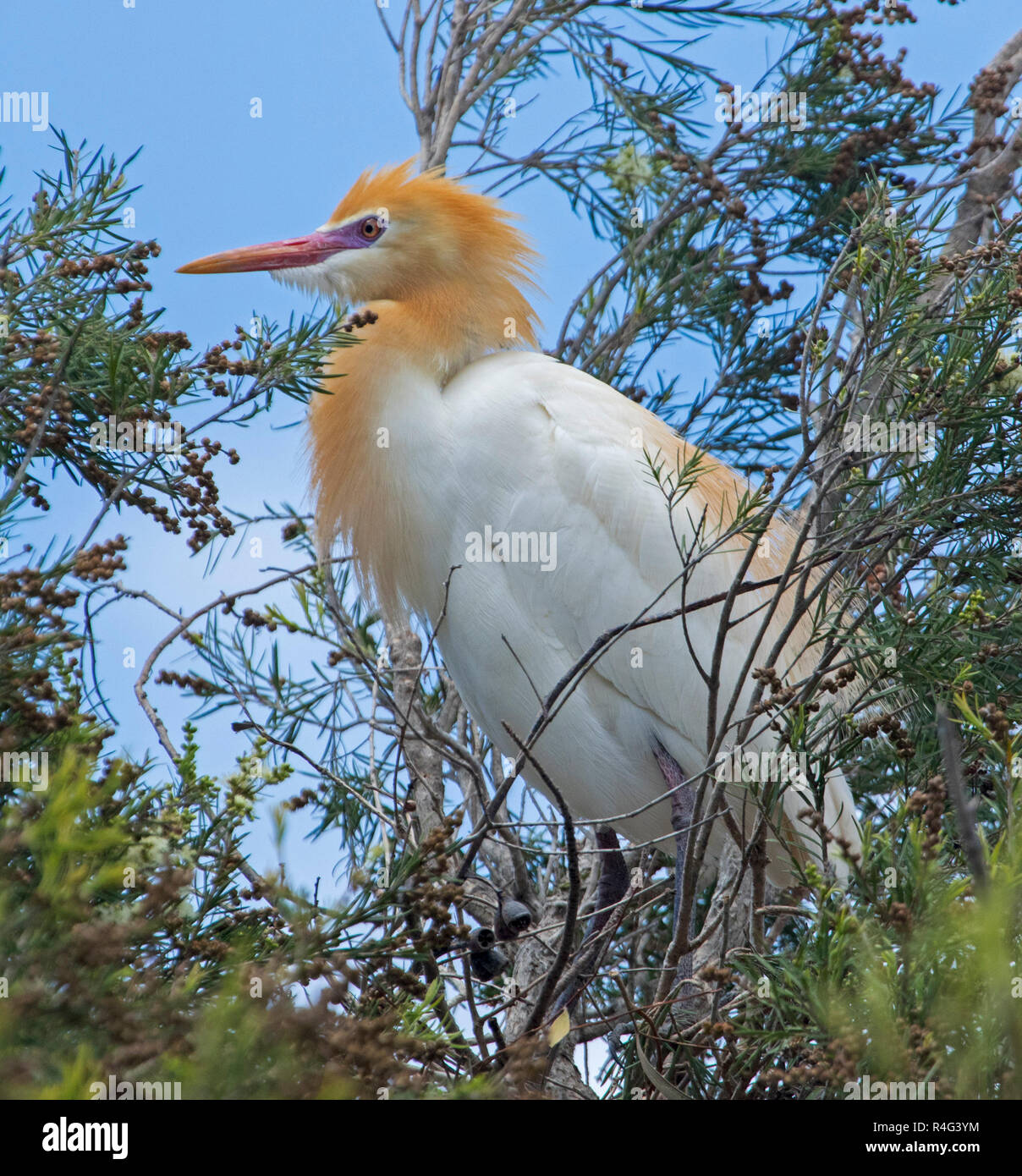 Schöne australische Kuhreiher mit bunten orange Zucht Gefieder in Baum gegen den blauen Himmel thront Stockfoto
