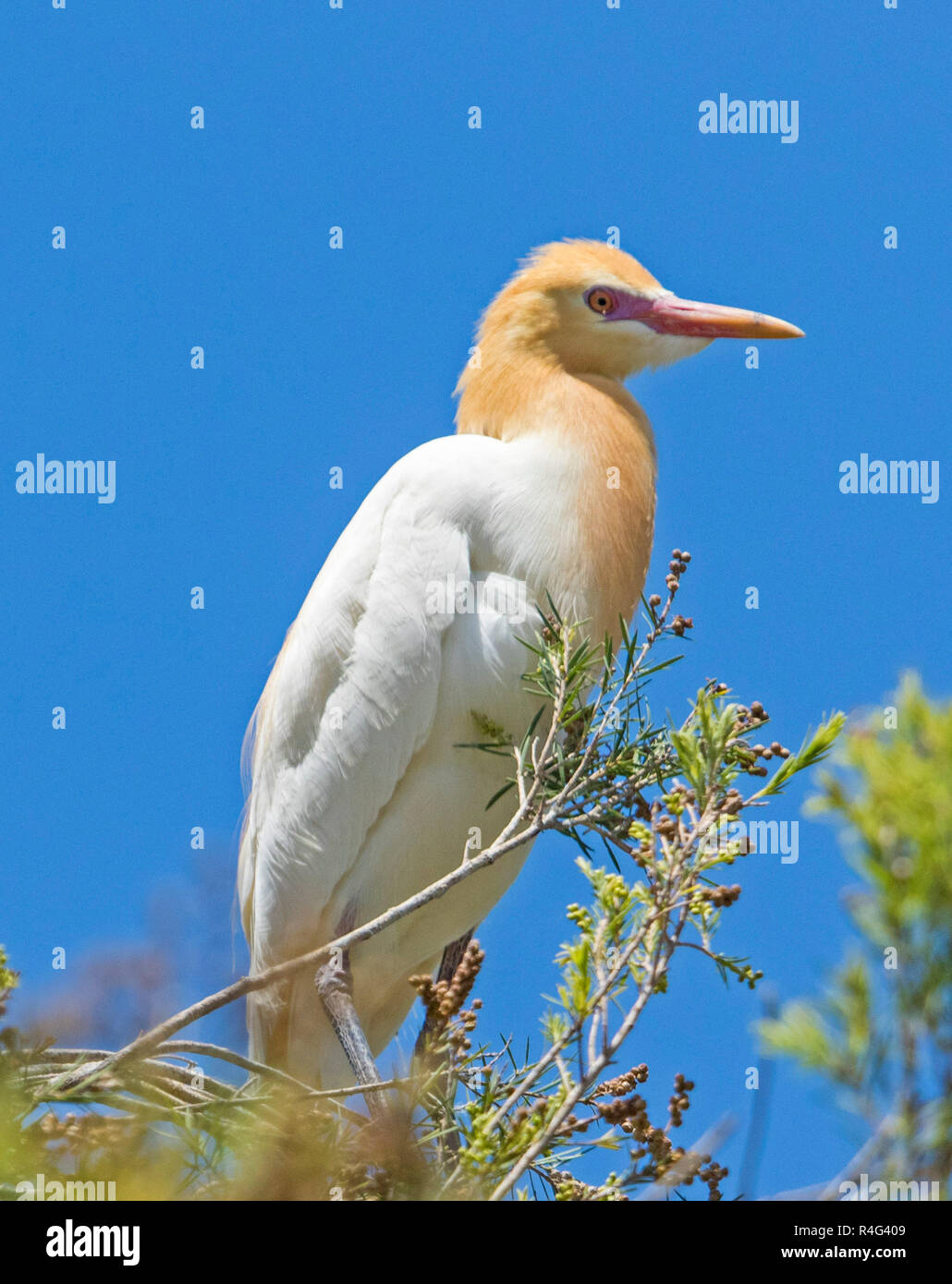 Schöne australische Kuhreiher mit bunten orange Zucht Gefieder in Baum gegen den blauen Himmel thront Stockfoto