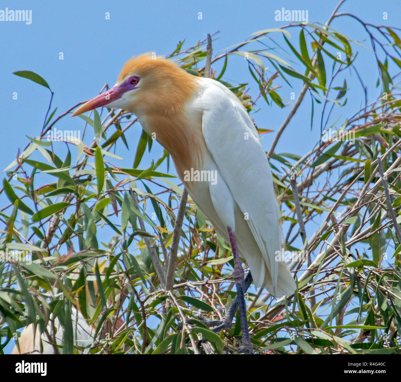 Schöne australische Kuhreiher mit bunten orange Zucht Gefieder in Baum gegen den blauen Himmel thront Stockfoto