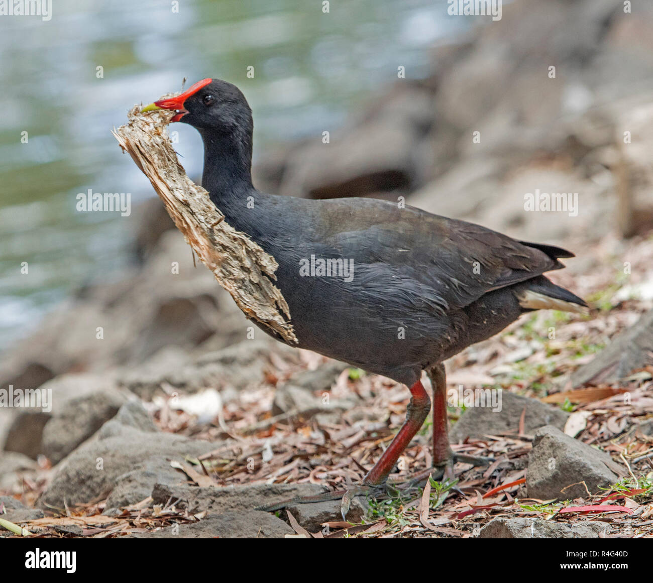 Australische dusky Sumpfhuhn, Gallinula tenebrosa, mit einem grossen Stück Rinde für Nesting Material in ihrer Rechnung Stockfoto