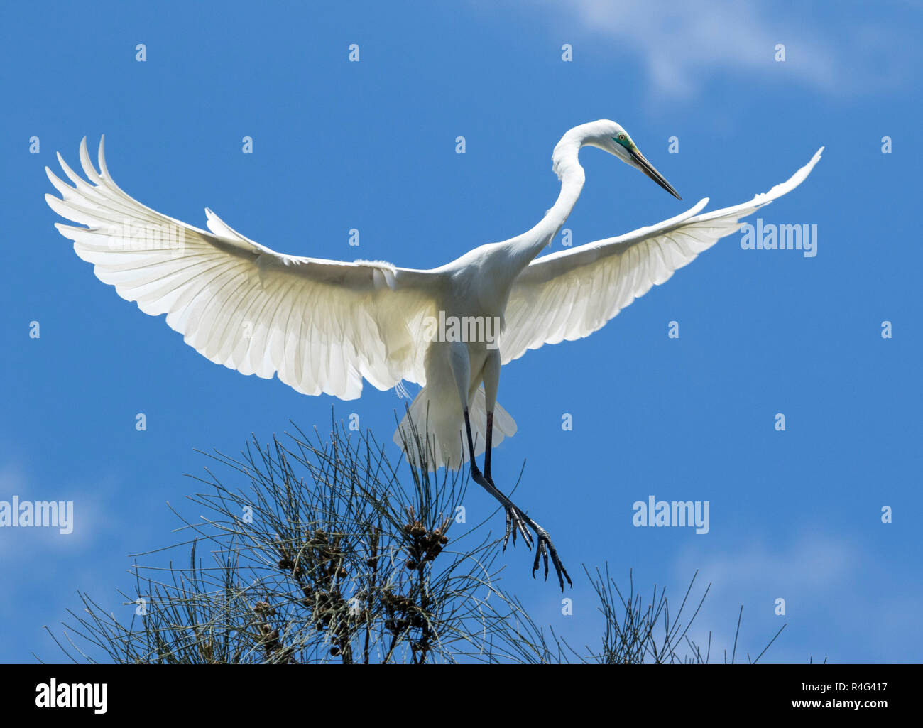 Große und spektakuläre Australische plumed/intermediate Reiher Ardea intermedia im Flug mit Flügeln gegen den blauen Himmel ausgestreckten Stockfoto