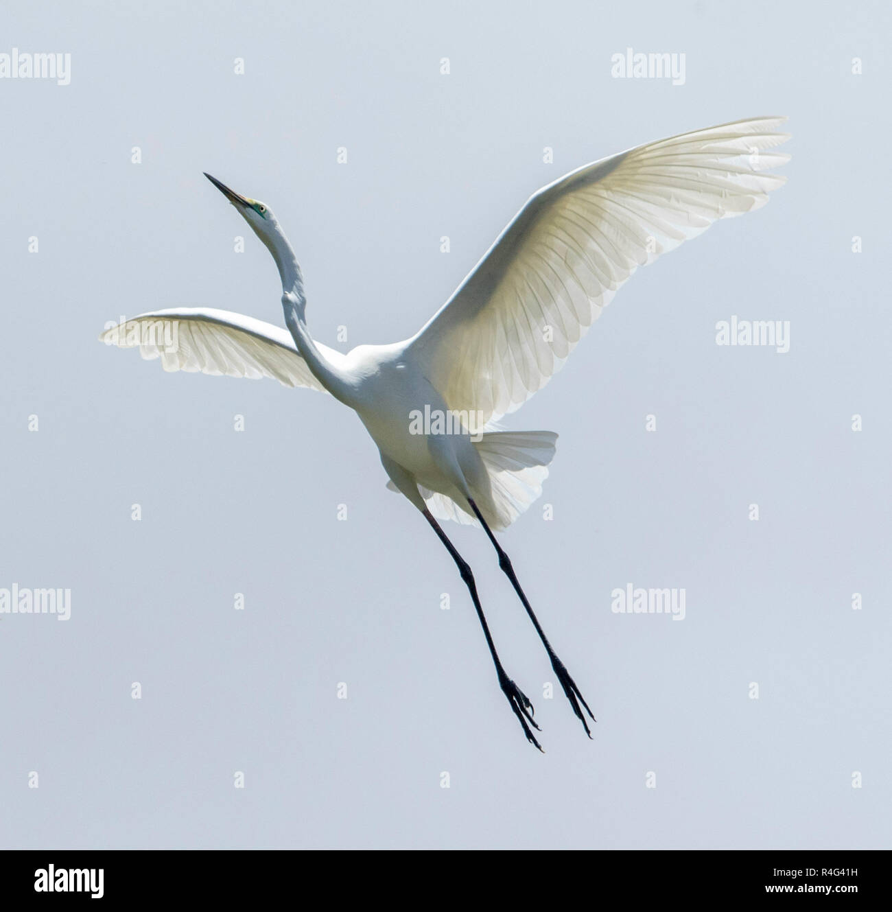 Große und spektakuläre Australische plumed/intermediate Reiher Ardea intermedia im Flug mit ausgestreckten Flügeln gegen den Himmel Stockfoto