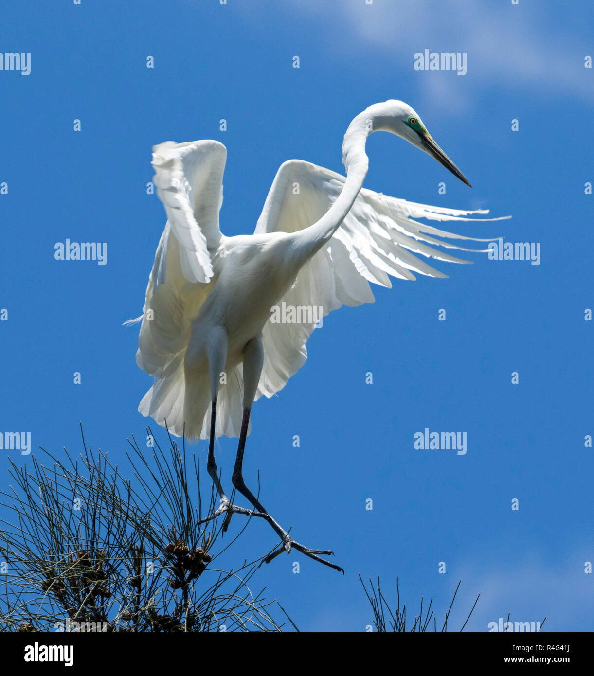 Große und spektakuläre Australische plumed/intermediate Reiher Ardea intermedia im Flug mit Flügeln gegen den blauen Himmel ausgestreckten Stockfoto