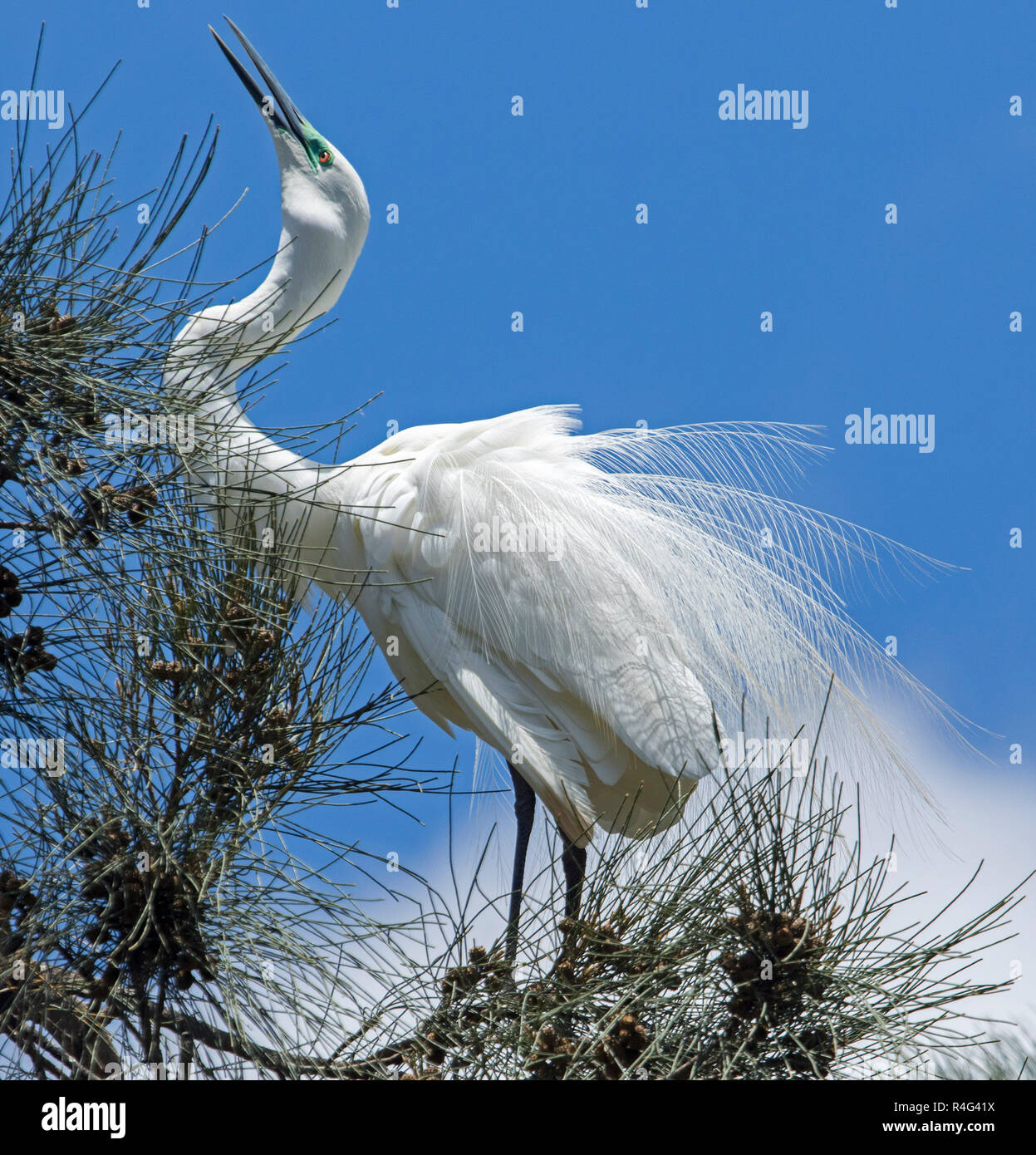 Große und spektakuläre Australische plumed/intermediate Reiher Ardea intermedia in reich verzierten Zucht Gefieder in Baum gegen den blauen Himmel Stockfoto