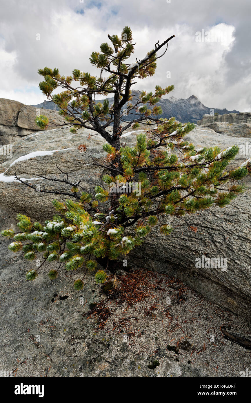 ID 00713-00 ... IDAHO - einen Baum, der aus einem kleinen Riss im Granit an der Stadt von Rocks National Reserve. Stockfoto