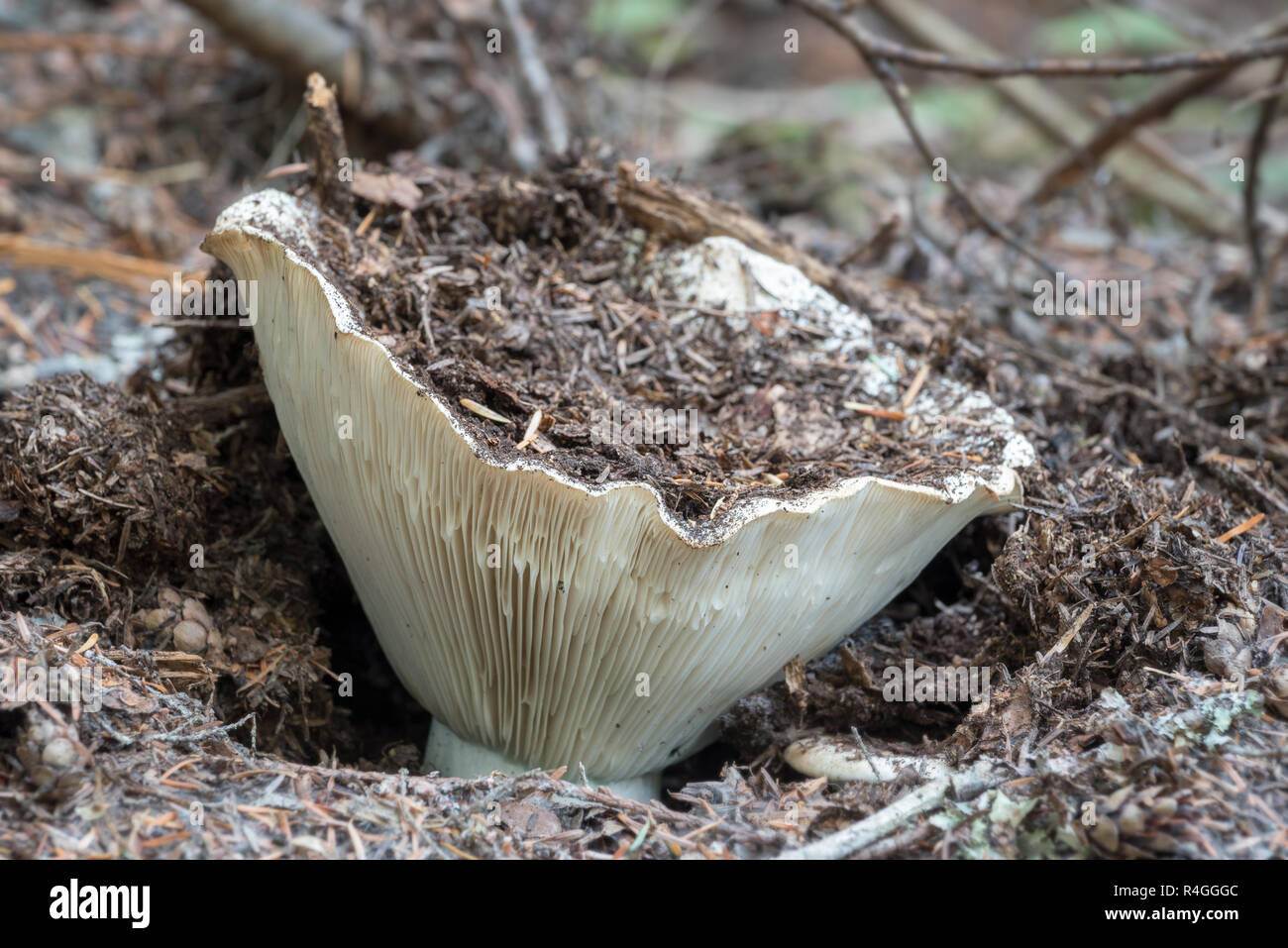 Pilz, Selkirk Mountains, Idaho. Stockfoto