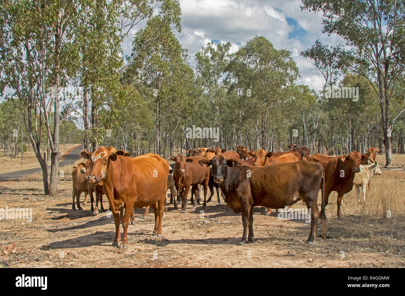 Herd brauner Rinder auf einer Weide ohne Gras, Bäume im Hintergrund, während einer Dürre in Australien Stockfoto