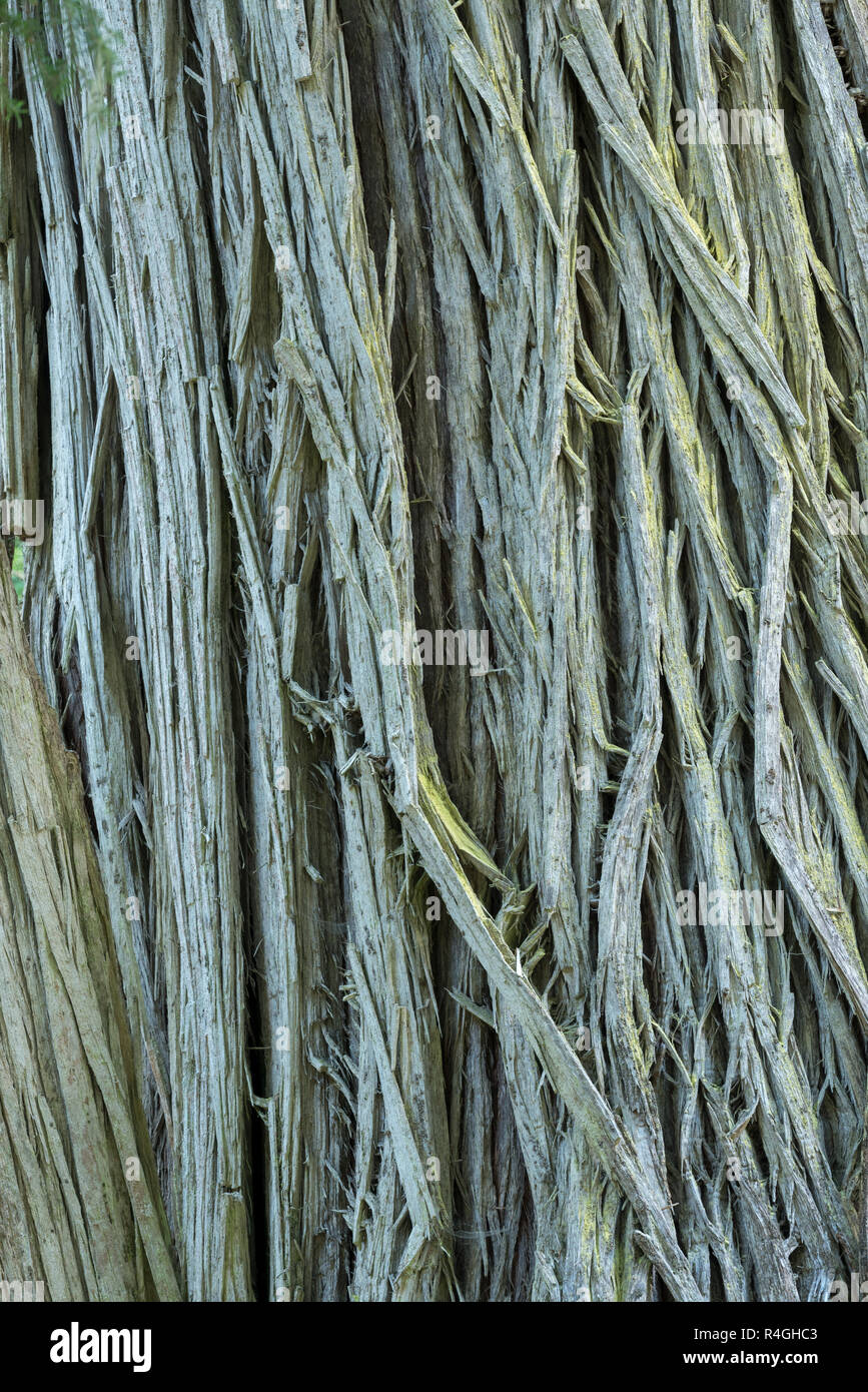 Detail der Rinde eines Zeder, Selkirk Mountains, Idaho. Stockfoto