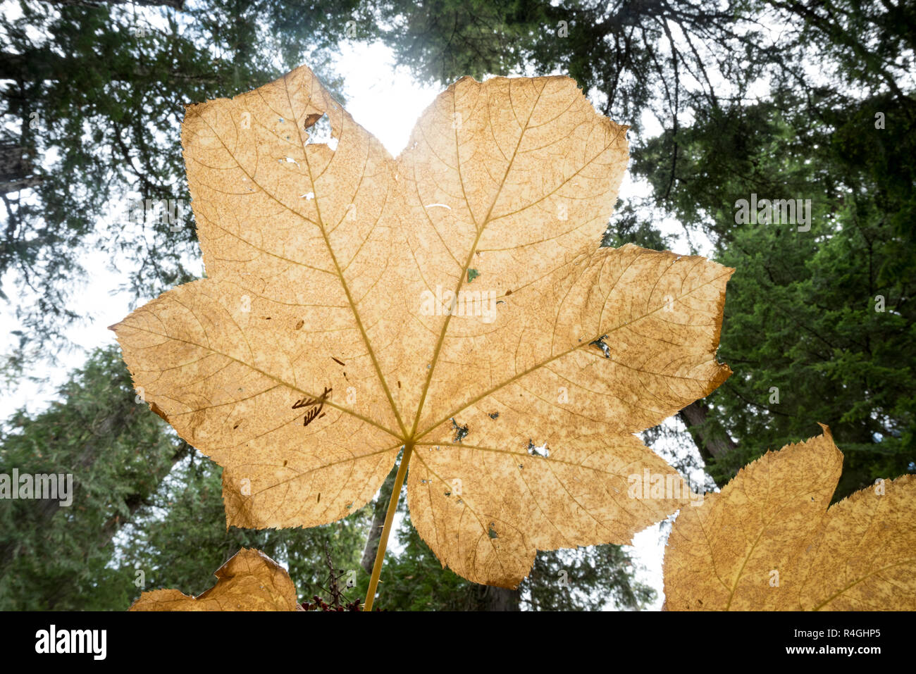 Devils Club Blatt, Selkirk Mountains, Idaho. Stockfoto