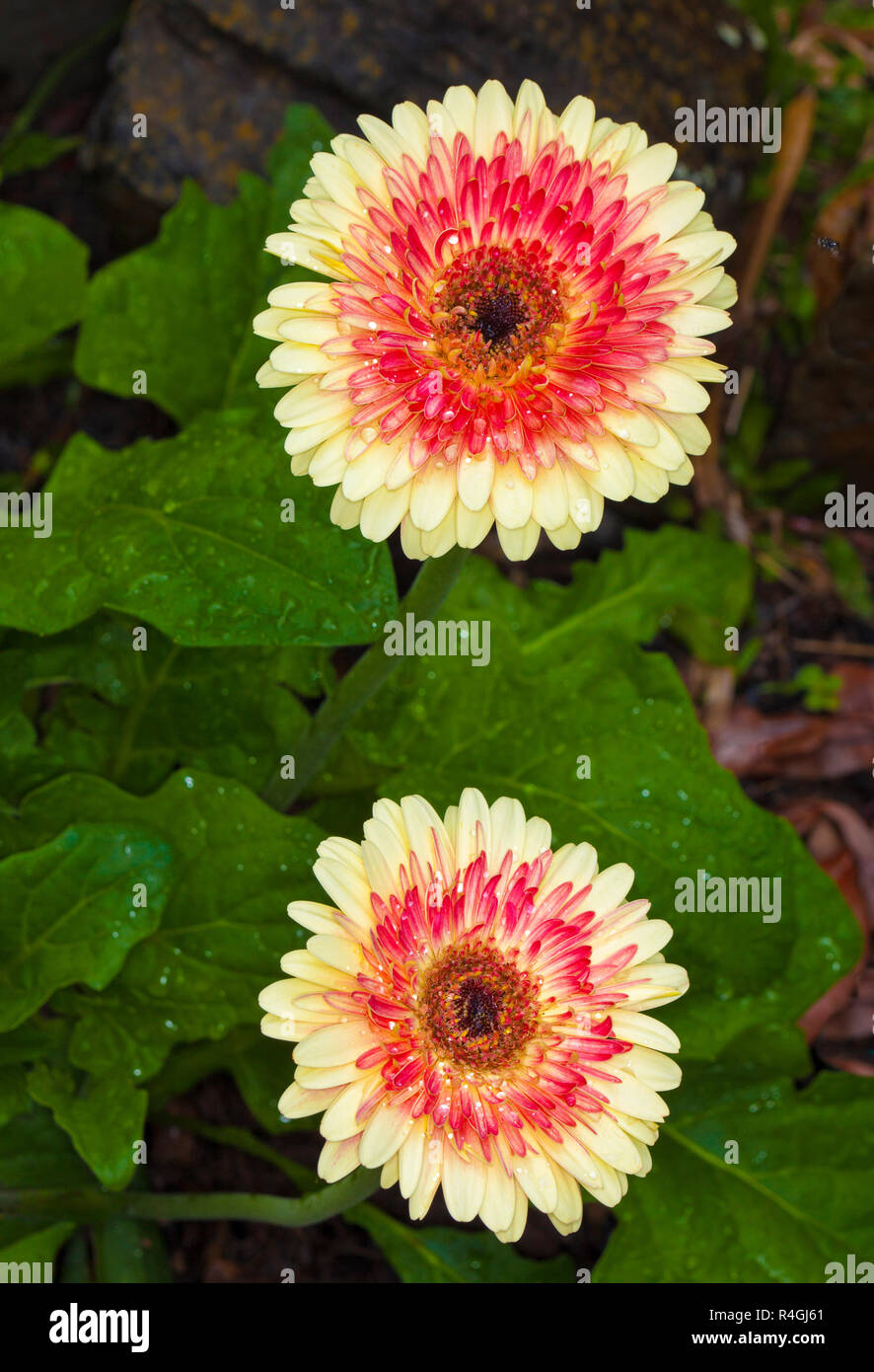 Spektakuläre Creme und Rot doppel Gerbera Blumen gegen den Hintergrund der smaragd-grünen Blättern, die Regentropfen auf Blüten und Laub. Stockfoto