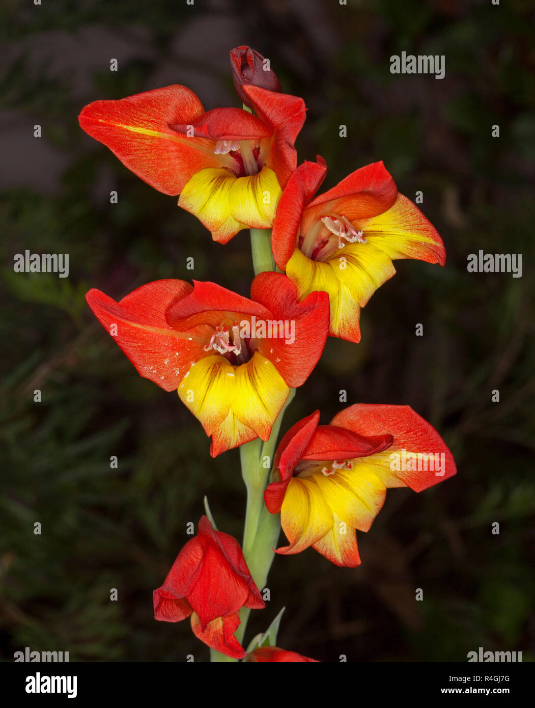 Große grüne Blume Stamm mit spektakulären lebendige Feuer rot und gelb Blumen Gladiolen gegen den dunklen Hintergrund Stockfoto