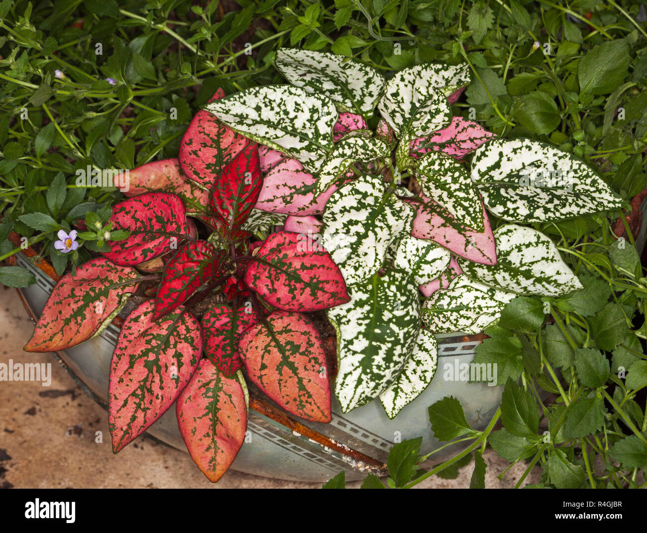 Hypoestes sanguinolenta, Polka Dot Pflanzen, mit bunten Rot. Rosa und Grün bunte Laub wächst in dekorative Keramik Behälter Stockfoto