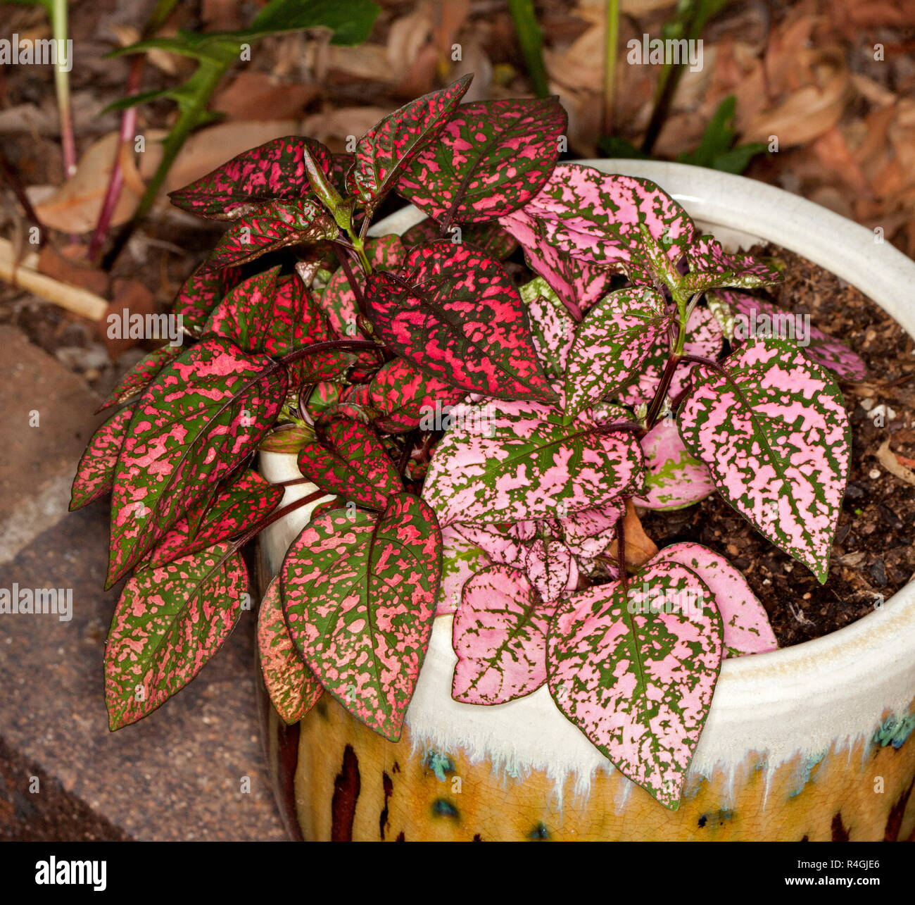 Hypoestes sanguinolenta, Polka Dot Pflanzen, mit bunten Rot. Rosa und Grün bunte Laub wächst in dekorative Keramik Behälter Stockfoto