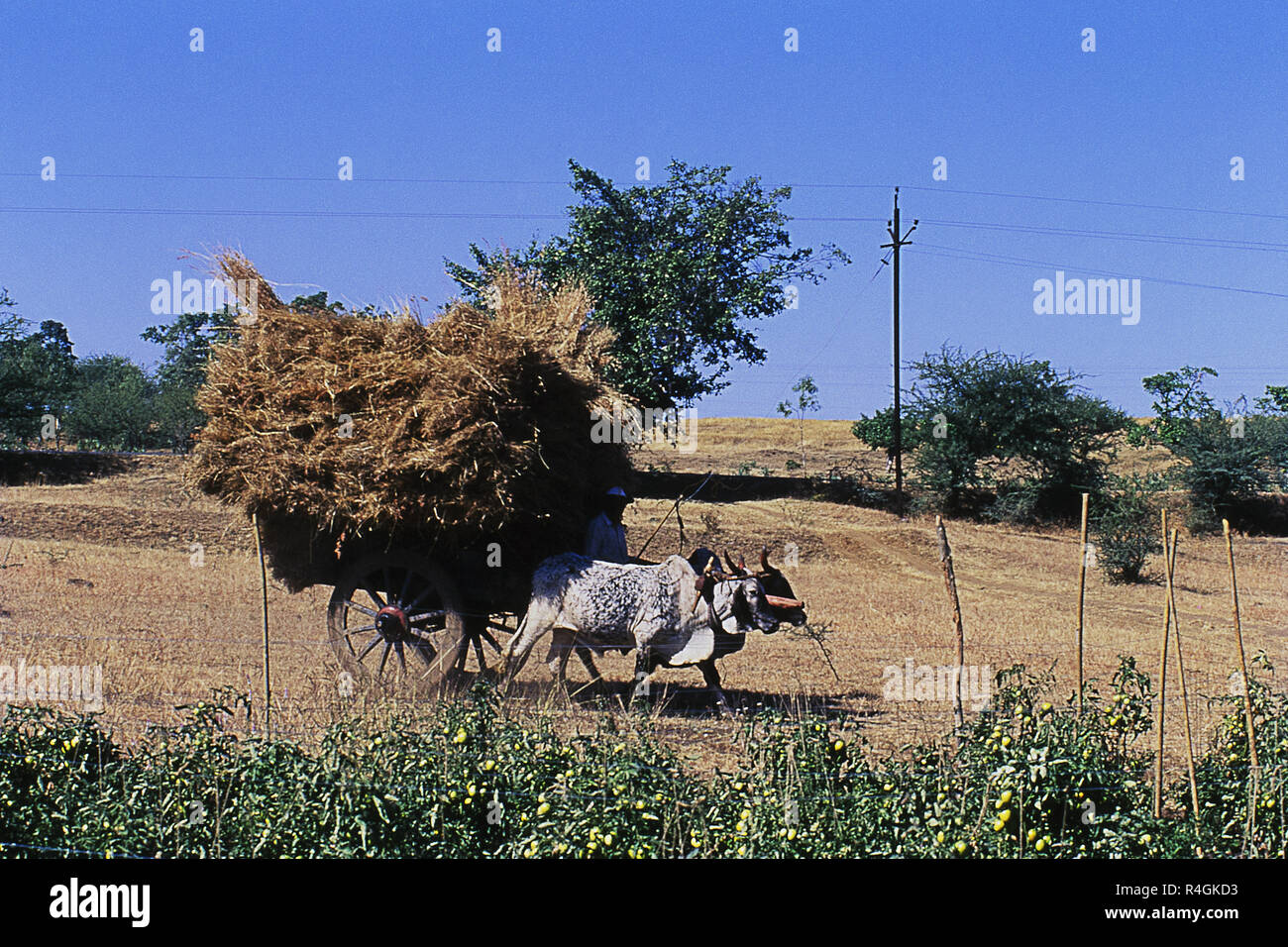 Ochsenkarren in der Nähe von Feld der Tomate, Nashik, Maharashtra, Indien, Asien Stockfoto