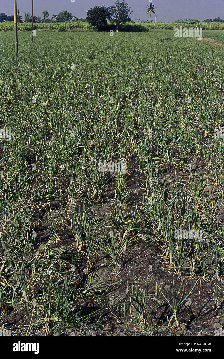 Onion Crop Field, Pune Maharashtra, Indien, Asien Stockfoto