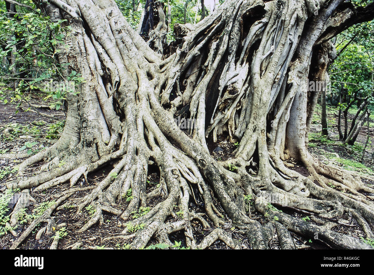 Muster der Stamm und Wurzeln, Baneshwar, Pune, Maharashtra, Indien, Asien Stockfoto