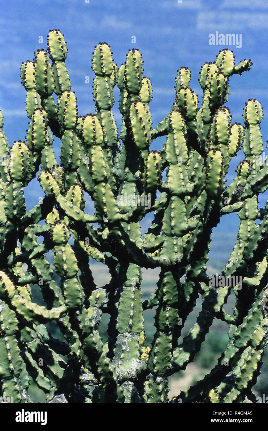 Kaktus Pflanze, Malshej, Distrikt Pune, Maharashtra, Indien, Asien Stockfoto
