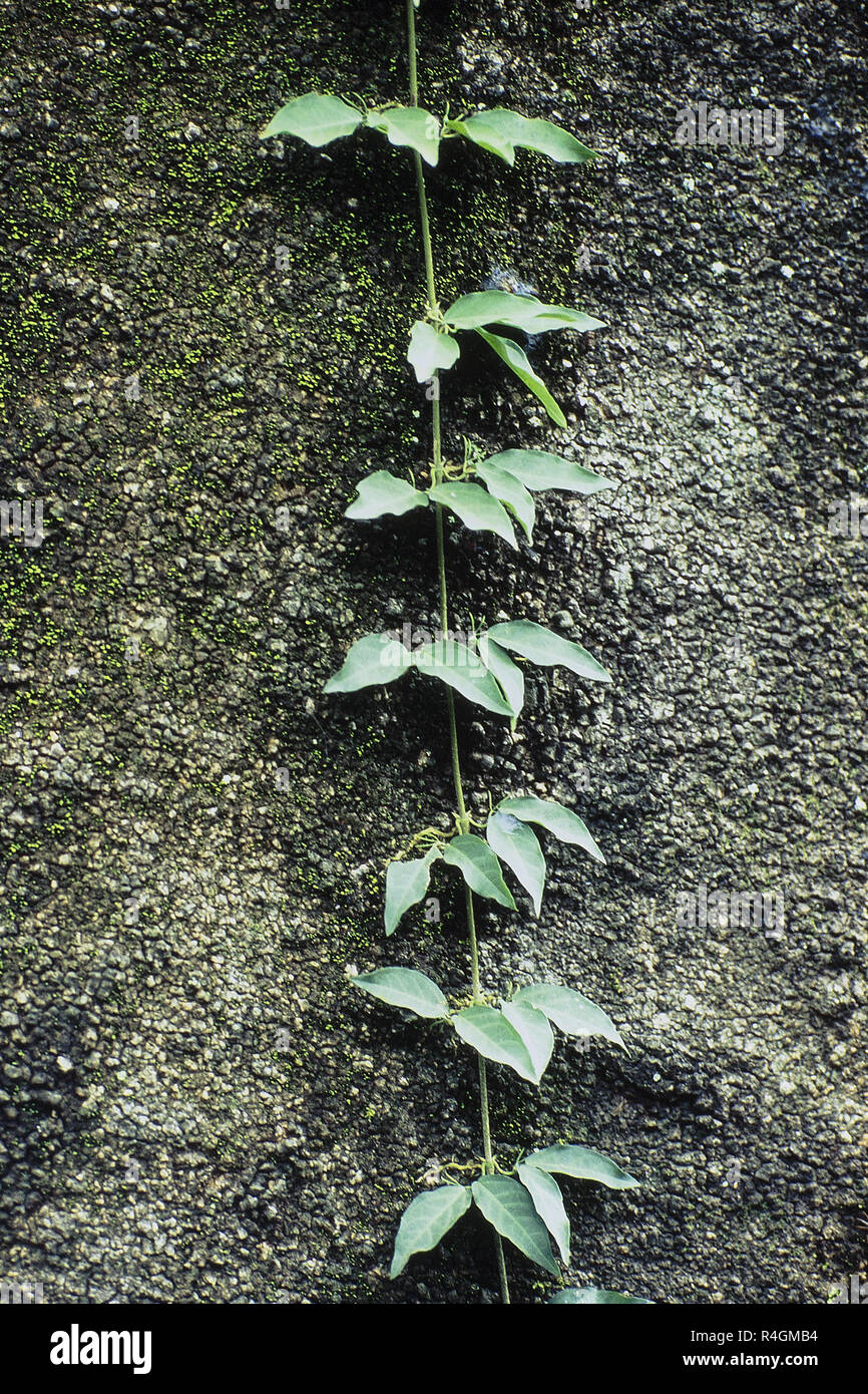 Kriechgangpflanze auf Baumstamm mit Moos, Baneshwar, Pune, Maharashtra, Indien, Asien Stockfoto