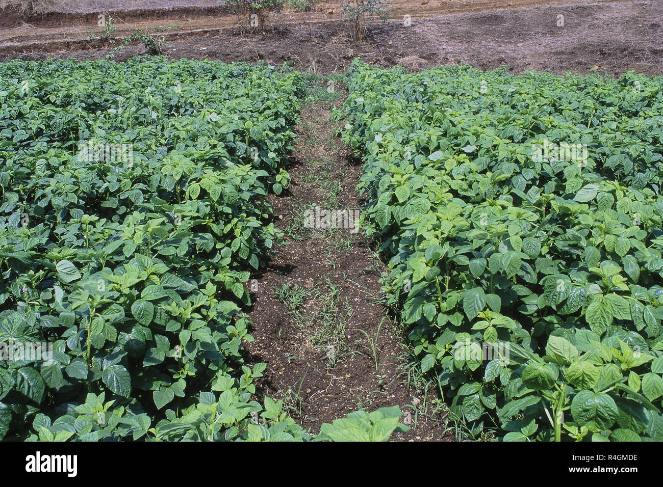 Ladies Fingers Plant Field, Pune, Maharashtra, Indien, Asien Stockfoto