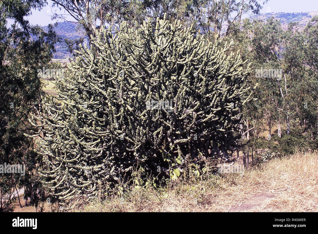 Kaktus Pflanze, Pune, Distrikt Pune, Maharashtra, Indien, Asien Stockfoto