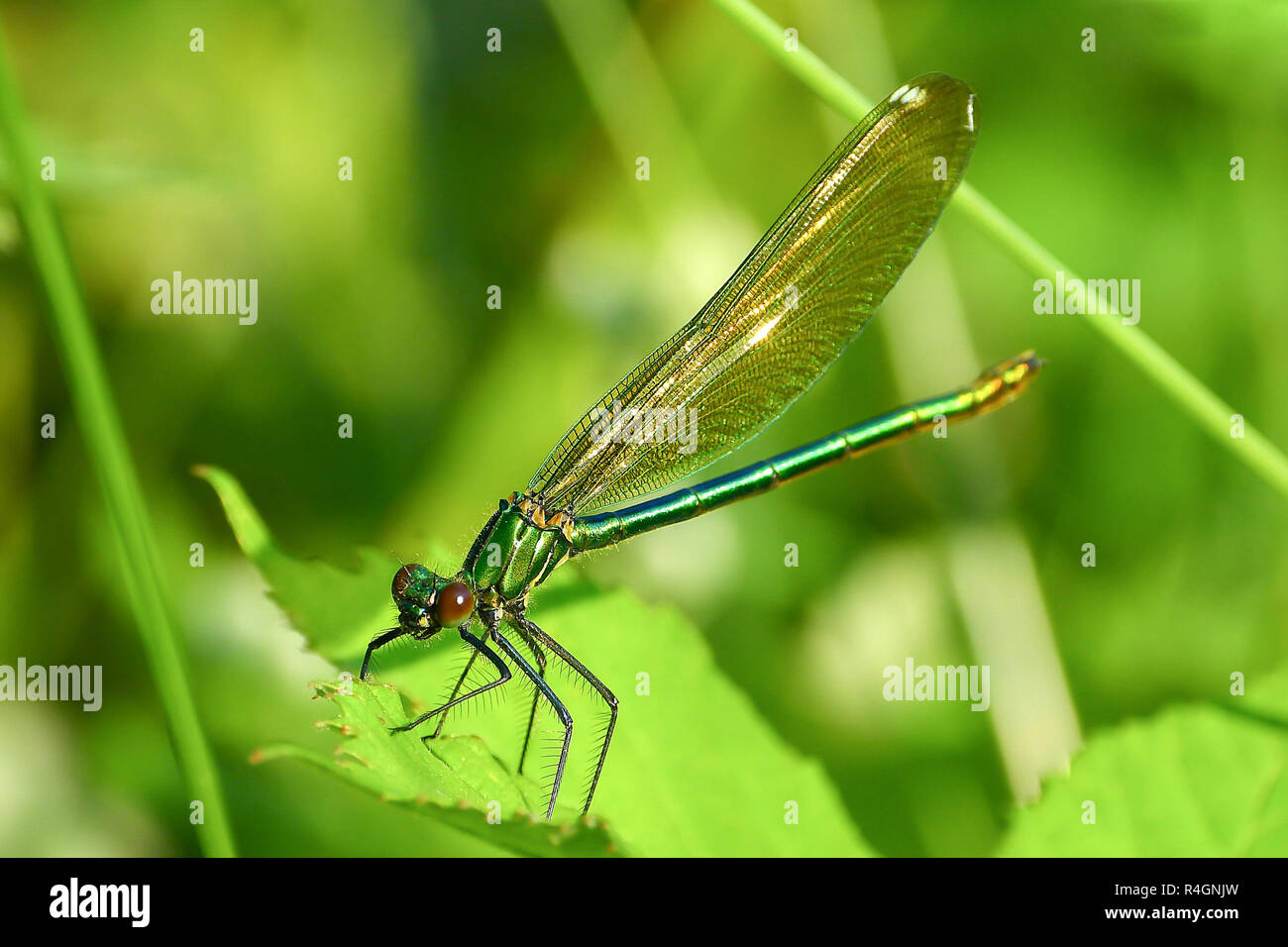 Makro Bild von Libelle auf die verlassen. Stockfoto