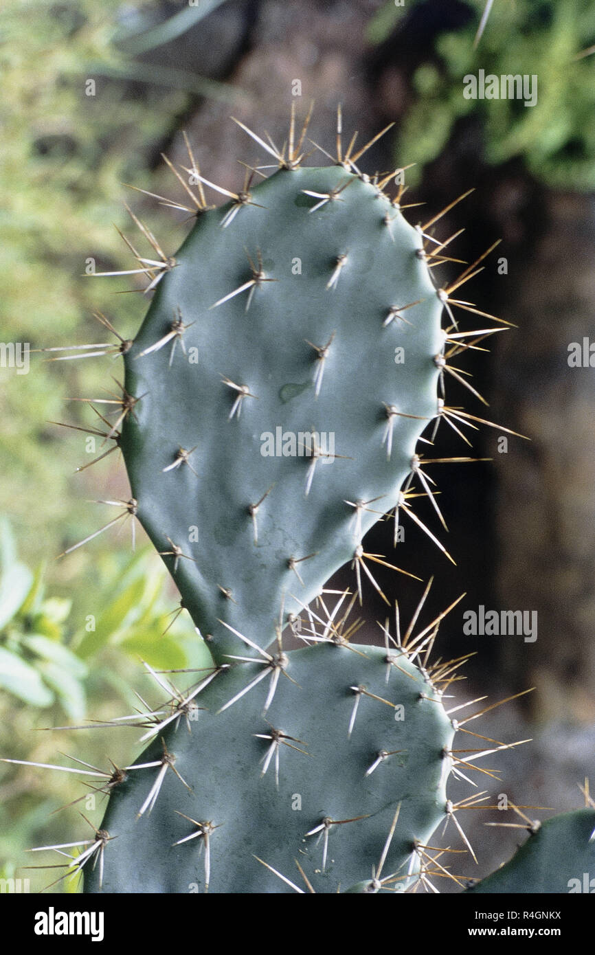 Kaktus Pflanze, Murud, Maharashtra, Indien, Asien Stockfoto