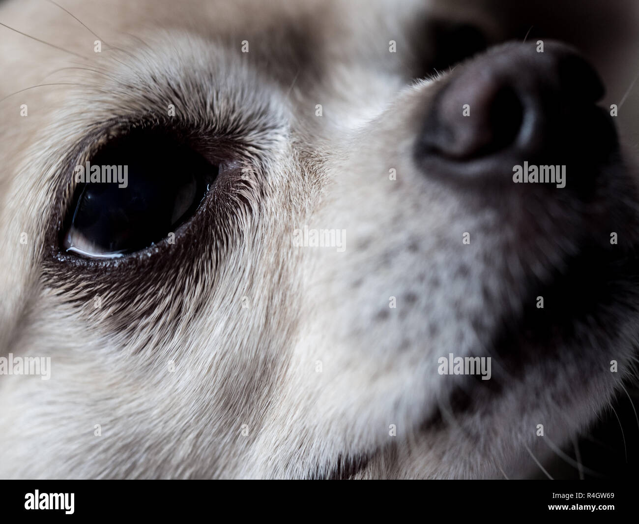 Chihuahua hautnah Stockfoto