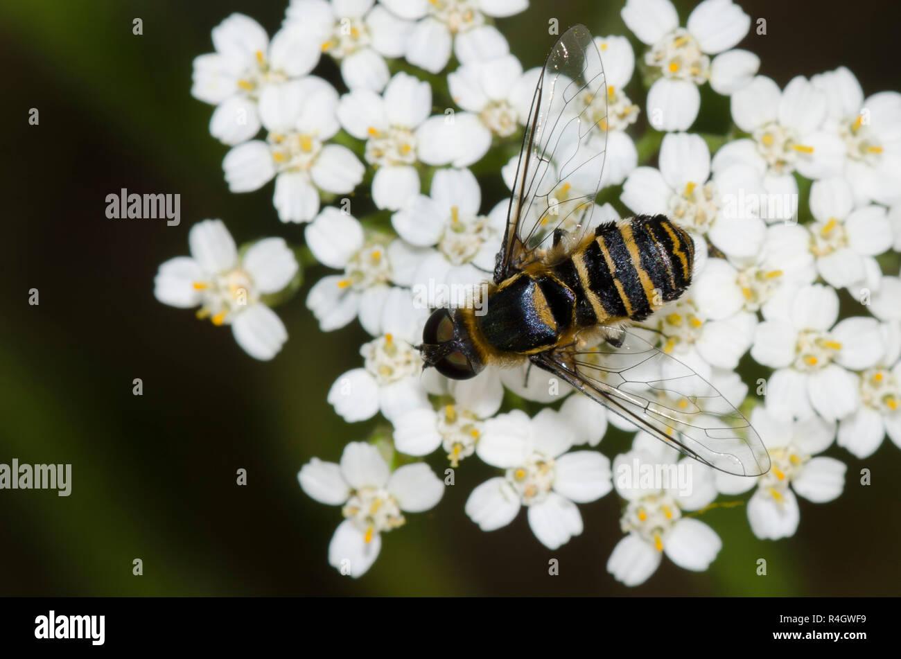 Bienen fliegen, Villa sp., auf Schafgarbe Achillea millefolium Stockfoto